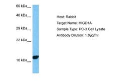HIGD1A Rabbit anti-Human, Polyclonal, Novus Biologicals 0.1 mL | Buy Online | Novus Biologicals | Fisher Scientific
